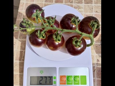 Томат Лесной Голубой Шмель (Bosque Blue Bumblebee)