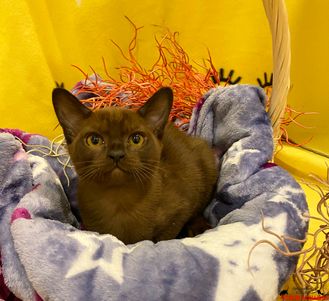 Свободные котята обеих пород