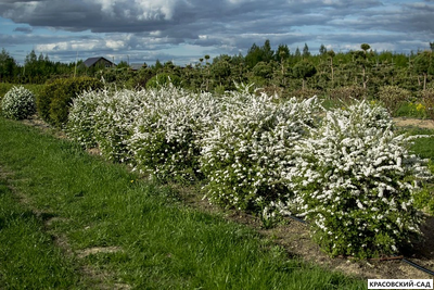 Спирея серая Грефшейм - Grefsheim в форме шара