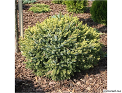 Ель сербская Певе Тижн