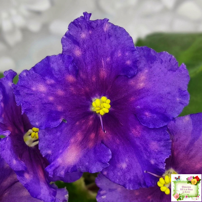 Nik-Сокровище Каравана (Н. Булко) 2022 г. (сортовой стартер)