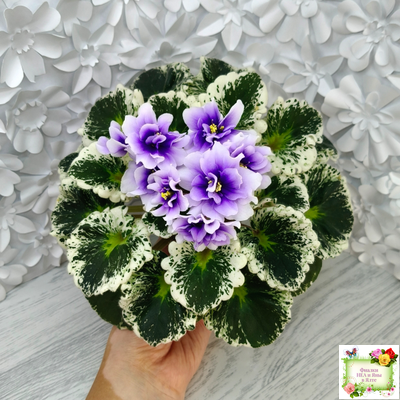 Р-Дурман (В. Зуб) 2020 г. (лист с детками укоренённый)