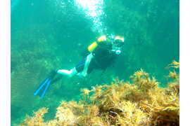 Подводная фото-видео съемка