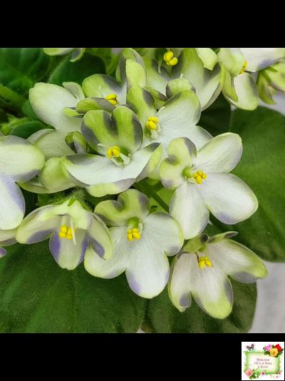 Марина Цветаева (А.Басенина) 2017 г. химера (сорт укоренённый пасынок)