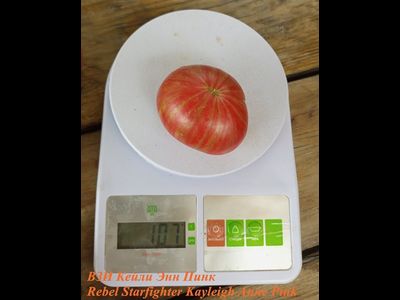 Томат Восставший Звездный Истребитель Кэйли Энн Пинк (Rebel Starfighter Kayleigh Anne Pink)