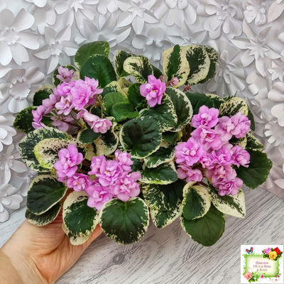 Alameda Trail (P.Harris) трейлер (лист посажен 06.10.25)