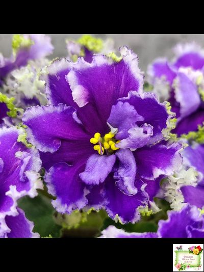 НД-Цветок Сирени (Н.Данилова-Суворова) 2022 г.