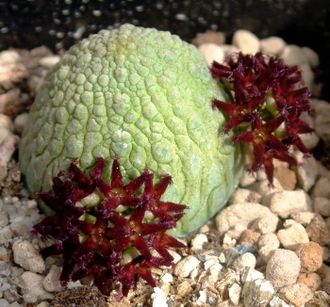 Pseudolithos migiurtinus - 3 семени