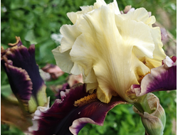 Ирис Sizzlin Hot