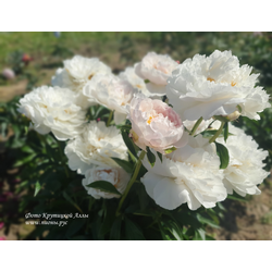 Пион Полярник