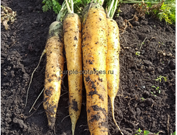 Морковь жёлтая Лобберихер (Lobbericher)