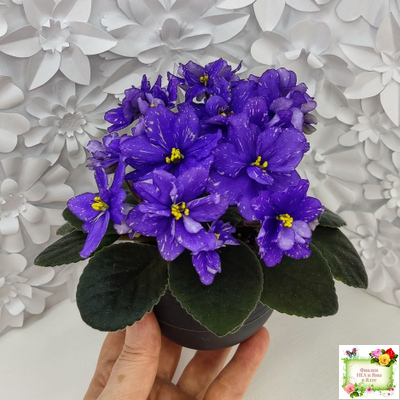 Н-Млечный Путь (Н. Бердникова)