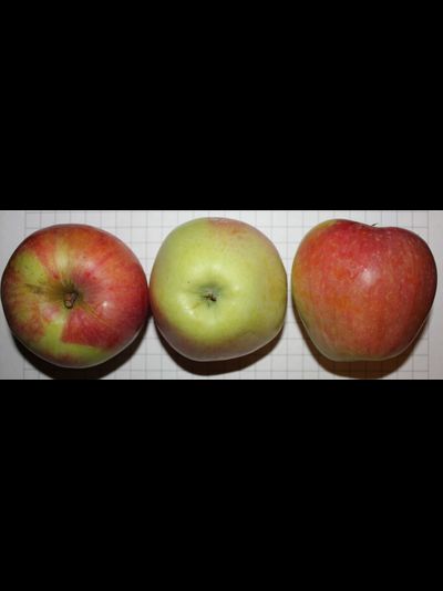 Старк Эрлиест (яблоня)