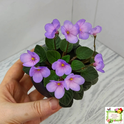 Frosted Fantasy спорт трейлер