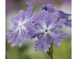 Primula sieboldii Frilly Blue