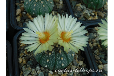 Astrophytum asterias