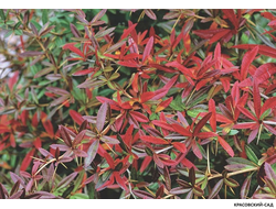 Барбарис Тунберга Helmond Pillar - в саду - красовский-сад.рф