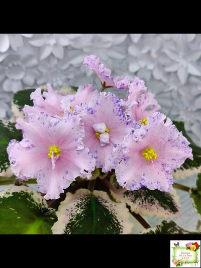 НД-Хоровод  (Н.Данилова-Суворова) 2021 г.