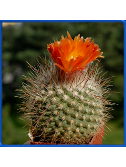 Parodia faustiana L 525