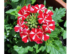 Вер5 Вербена ампельная Empress Flair Red Star укорененный черенок