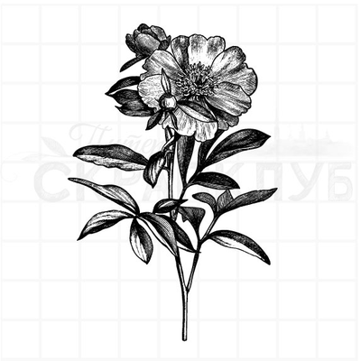 ФП штамп "Пион альбифлора"