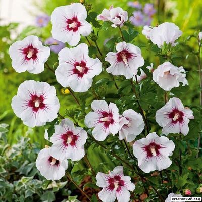 Гибискус Ред Хет - Red Heart