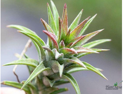 Тилландсия Vanhyningii