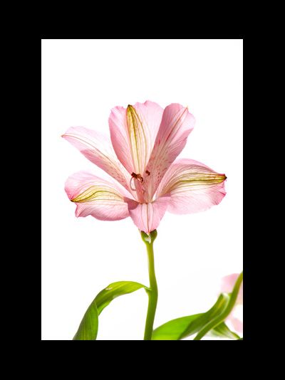 Альстромерия темно-розовая