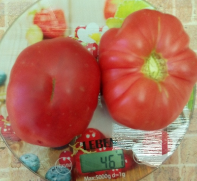 Томат Монте Роза (Monte Rosa)