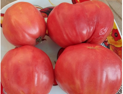 Томат Киевлянка