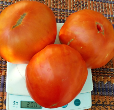 Томат Минусинские шары (усл)