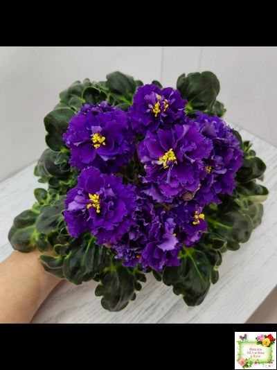 ЛФ-Лилия (Л. Федосеева) 2019 г.