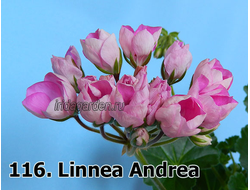Пеларгония Linnea Andrea