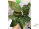 Ficus aspera cannonii / Фикус Аспера Канони