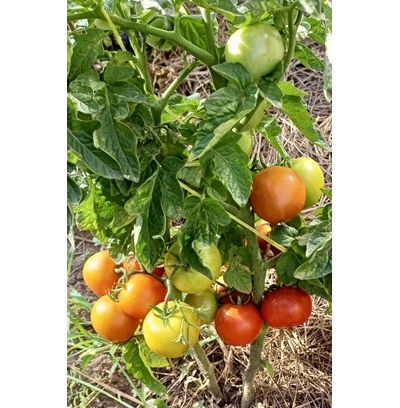 Томат Аленка