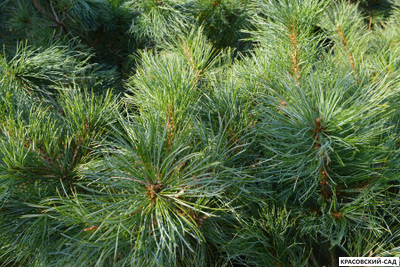 Сосна стланиковая Глаука кедровая - Pinus pumila glauca