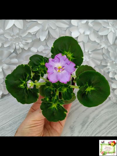 АВ-Девочка с Севера (Фиалковод) 2021 г. (лист посажен 04.09.25)