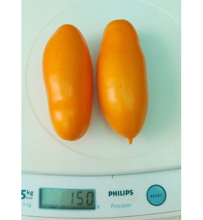 Томат Мидас