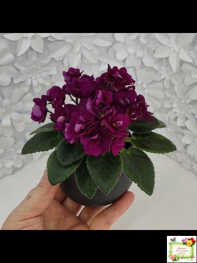 Precious Red (H. Pittman) (9724) 01/15/2007