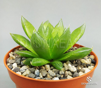 Haworthia Cooperi Picturata