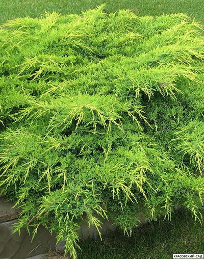 Можжевельник Пфитцериана Ауреа - Pfitzeriana Aurea