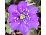 Hepatica nobilis Фуксия