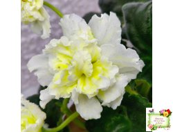 МК-Белый Янтарь (М. Карпова) 2023 г.