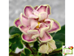 АВ-Варенье из Лепестков Роз (Фиалковод) 2022 г.