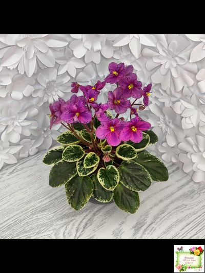 Mac's Coral Clackamas (G.McDonald)