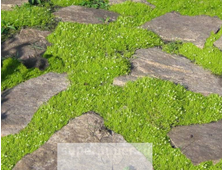 МШАНКА ШИЛОВИДНАЯ "LIME MOSS", ЗКС