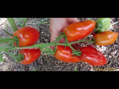 Томат Osu o Blonde avec Tetons (Пышногрудая блондинка Osu)