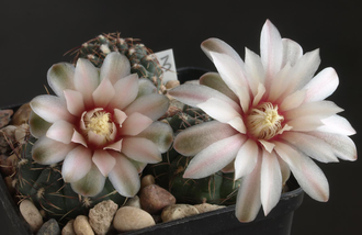 Gymnocalycium erinaceum  VG-339 (D=20-25 mm)