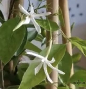 Jasminum Simplicifolium ssp. Lerati / Жасмин Лерати