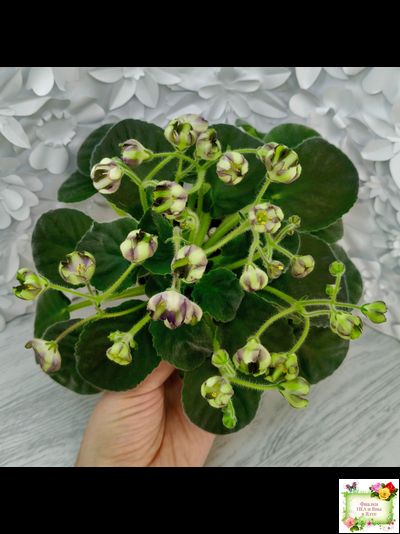 7 Белок (Калгины) химера (стартер сорт)